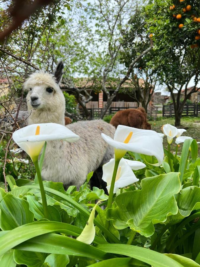 Monte Frio Alpacas Villa Nariz Esterno foto